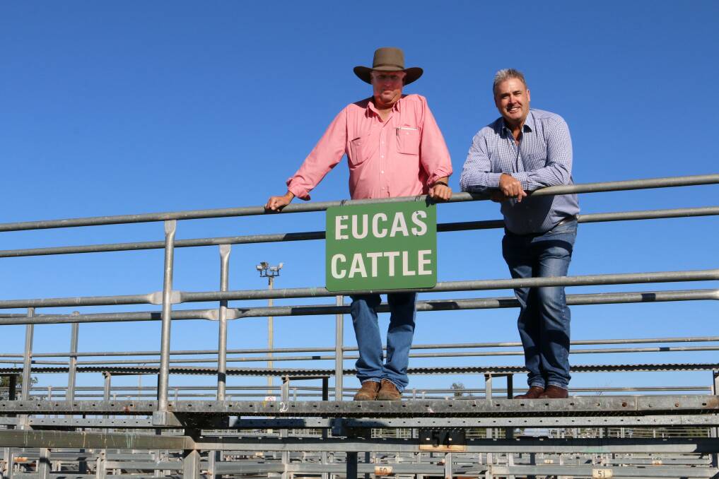 Elders Dalby manager Ashley Loveday and Western Downs Regional Council's Ray Brown at the first EUCAS accredited sale at Dalby Regional Saleyards last Wednesday.