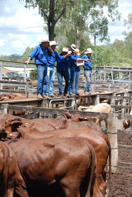 The TopX auctioneering team in action at the Eidsvold Greenup Santa Infused Show and Store Cattle Sale.
