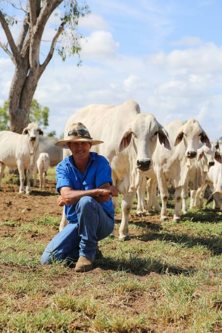 Mick Clark, Ibis Creek Pastoral, Mt Coolon with some of his grey Brahman cows.