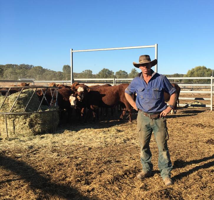 Jason Sprague, Neverfail, Blackall with some of their Hereford-cross weaner steers and heifers. 
