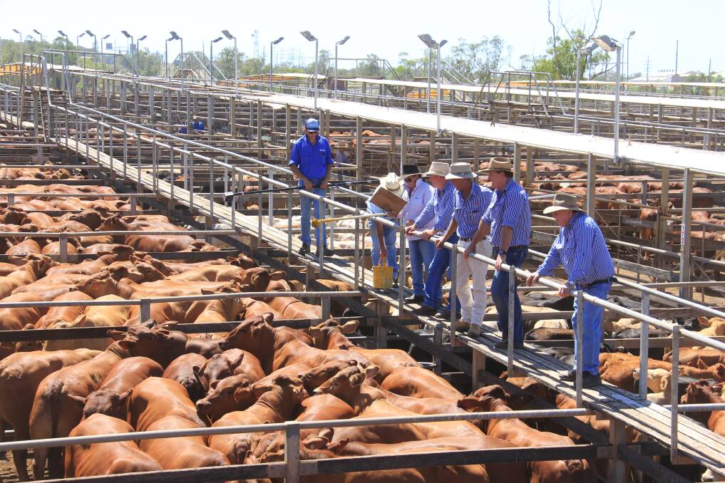 Maranoa Regional Council has been successful in securing $1.3 million towards the Roma Saleyards Improvement Plan.