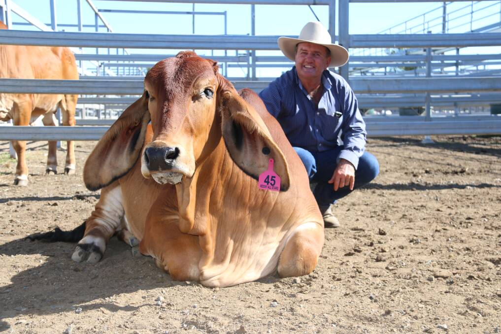 Temperament was an outstanding quality in topped price polled Bungarribee Jalilah 2275 female who sold to $18,000 at the Rocky All Stars sale and pictured with Jim Besley.
