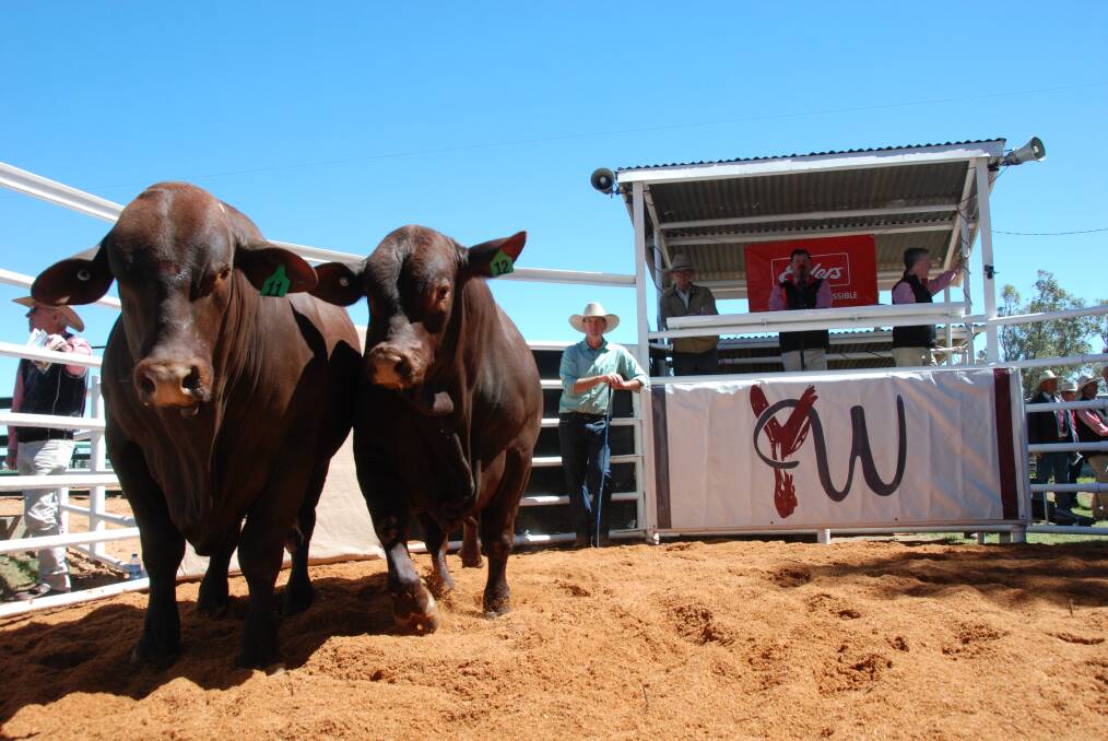 Waco Santa Gertrudis Stud has equaled the highest priced Santa Gertrudis bull price in Australia during the Yarrawonga & Waco Santa Gertrudis sale at Wallumbilla.