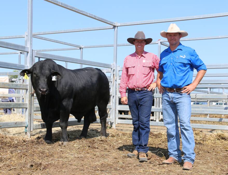 The highest priced bull was $32,000 Telpara Hills Kenworth 382L4 (P) with Stephen Pearce, Telpara Hills Stud with top price bull buyer Brad Comiskey, Lunar Brangus, Emerald.