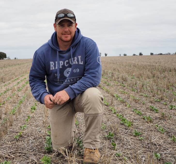 Victorian grain grower Dane Quick in a newly emerged paddock of Aquadulce broad beans. Mr Quick has had his rotational decisions based on agronomic factors rather than targeting the crops at higher prices at present.
