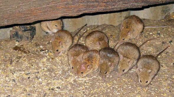Farmers have been warned of the risk of making their own mouse bait.