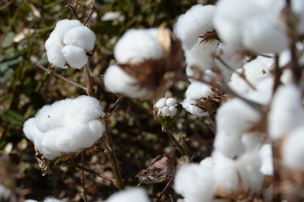 Cotton producers are flocking to Bollgard 3 varieties.