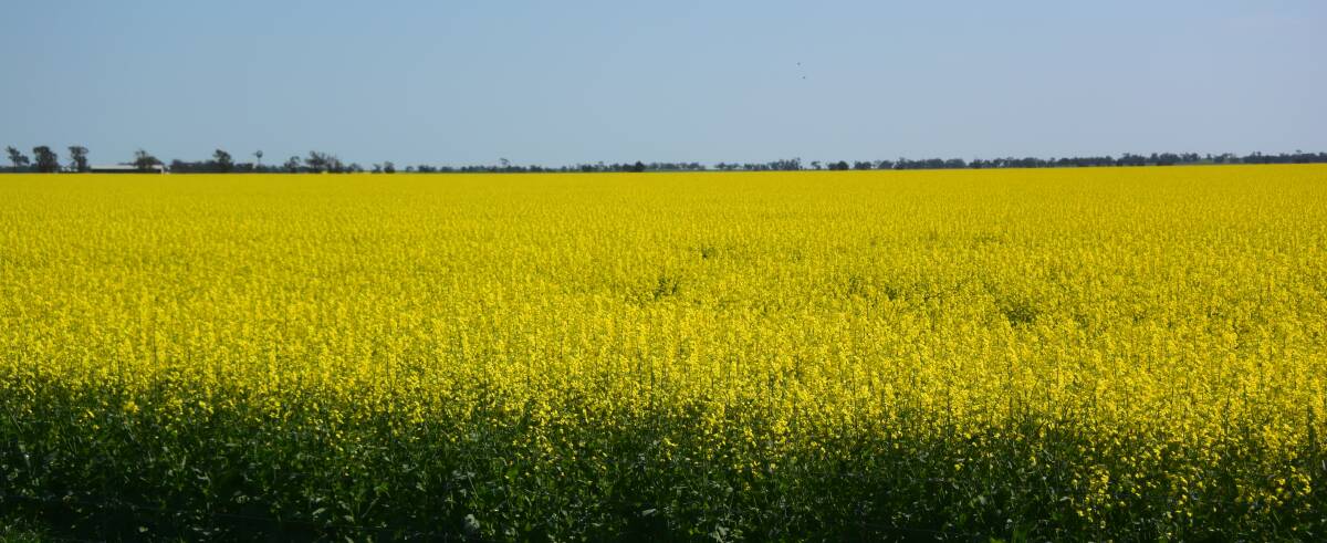 Australian canola crushers say rising energy costs are impacting their competitiveness on the global stage.