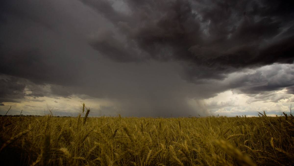 Rain over the cropping belt was below expectations.
