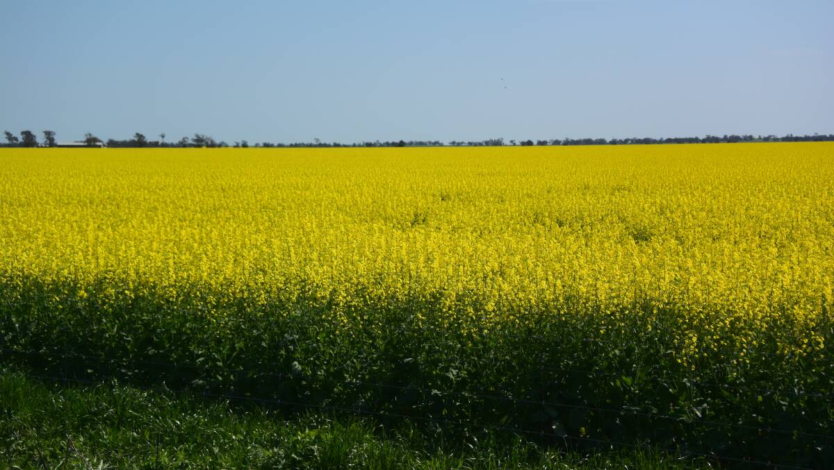 South Australian grain growers look set to be unable to grow GM canola until at least 2025.