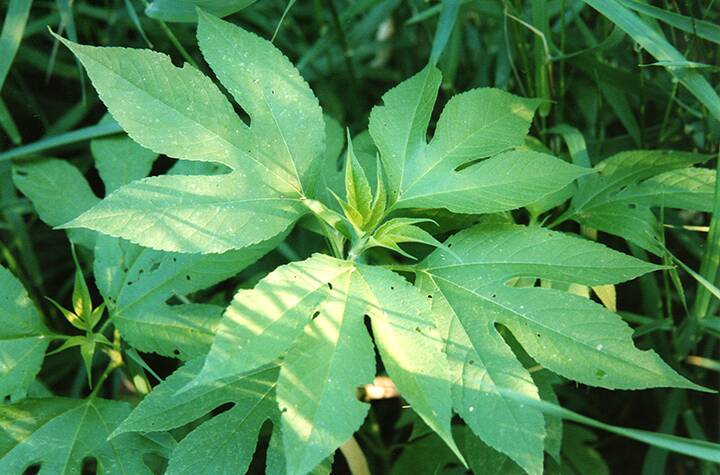 Giant ragweed is a problem through the North American cropping zone. 