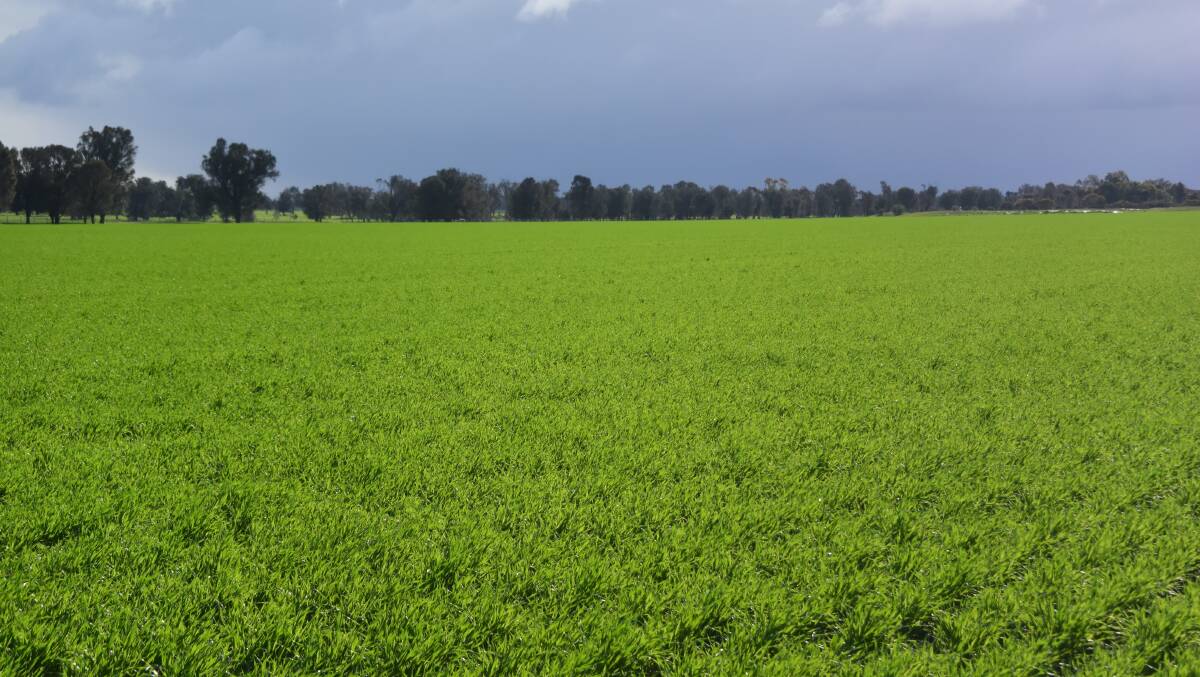 Australian crops have good yield potential this season, but farmers are hoping for a rise in grain prices.
