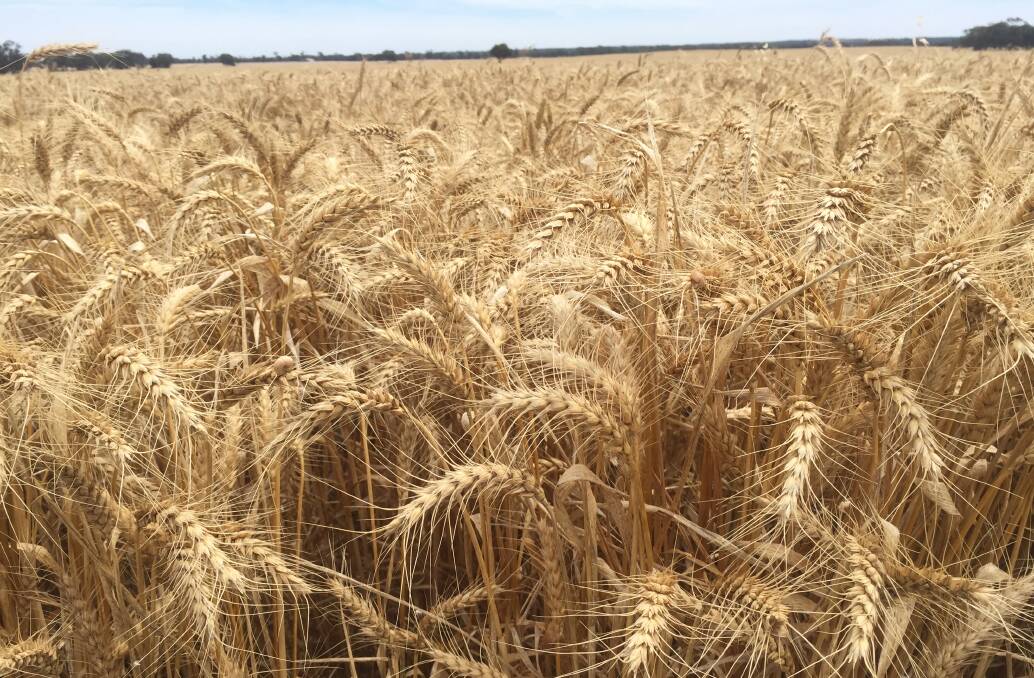 The methodology in coming up with a wheat production estimate varies between agencies says the Australian Bureau of Statistics.