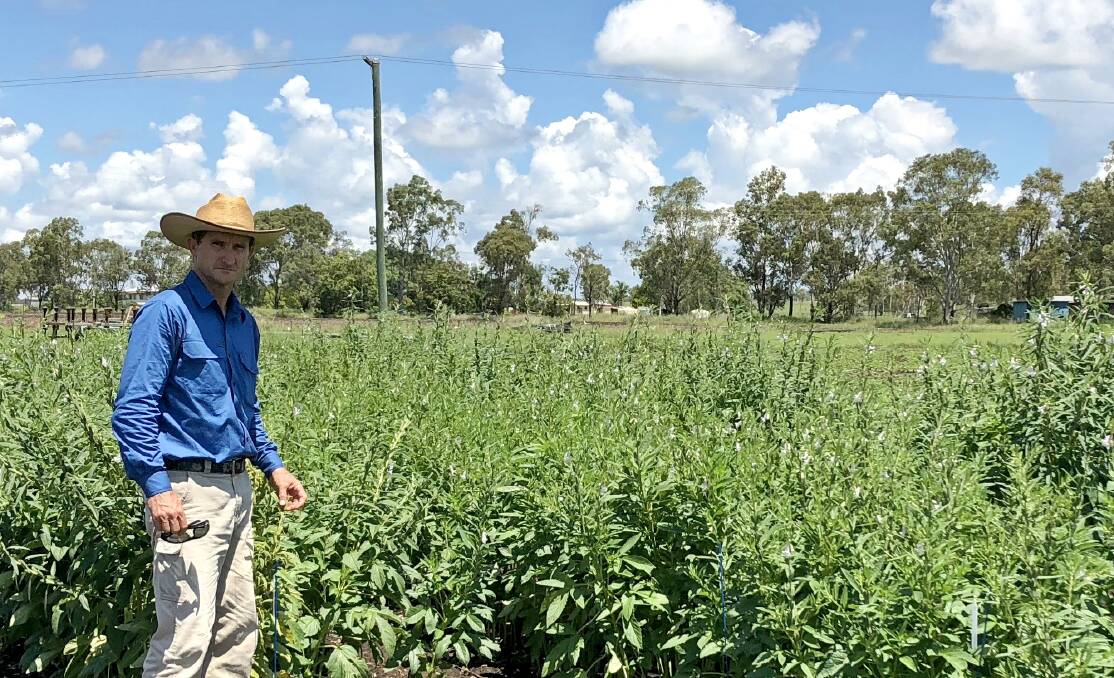 Rockhampton farmer Peter Foxwell is participating in the high value crop project. Photo courtesy of CQ University.