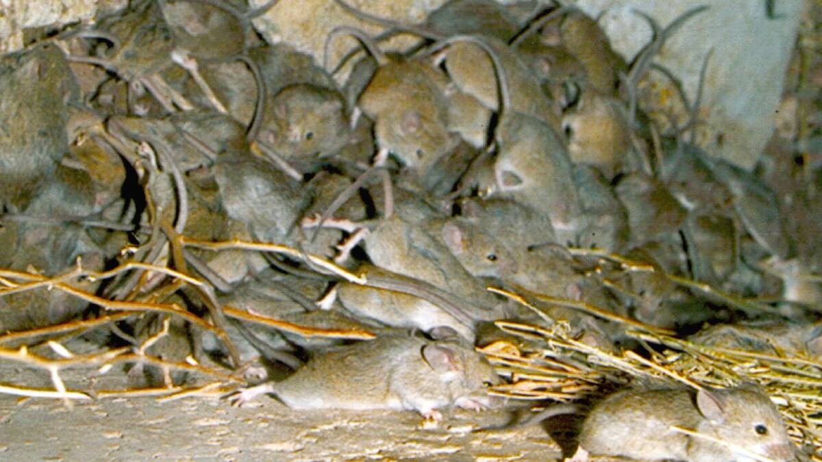 Mouse numbers are building again in South Australia and Victoria, with the Wimmera and Yorke Peninsula particular hot spots.