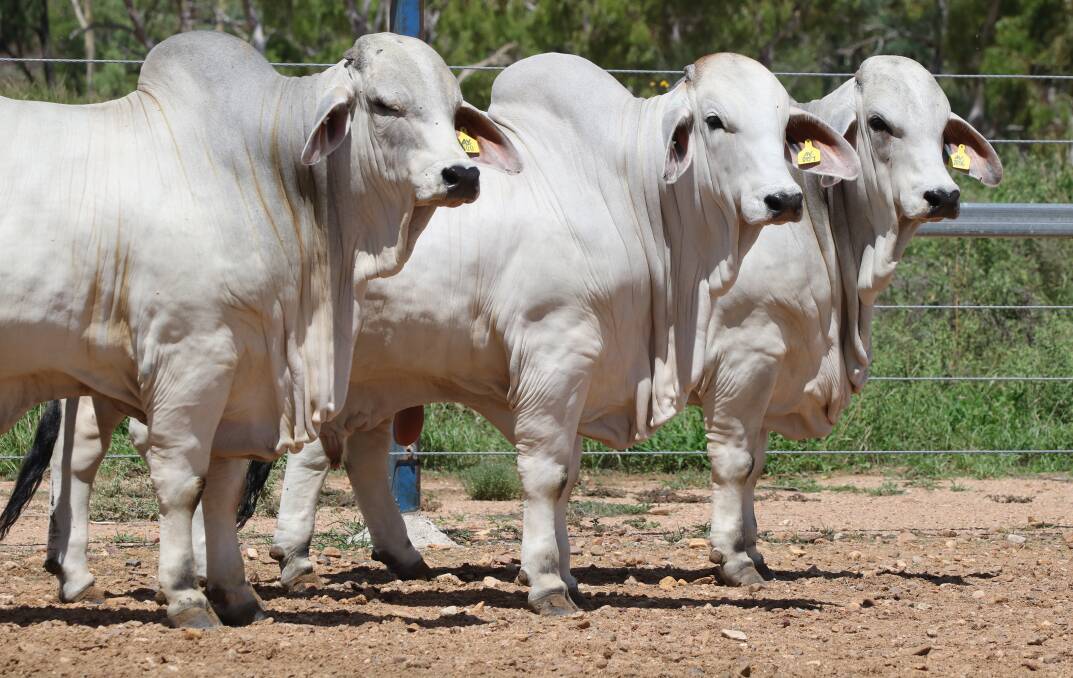 These three rising two-year-old grey bulls Lot 329 , Lot 330 and Lot 331 from the Annavale Brahman Stud, Charters Towers are all looking forward to going under the auctioneer’s hammer at the Big Country Brahman Sale on Monday, February 6 and Tuesday, February 7. Photo: Georgie Connor Photography.