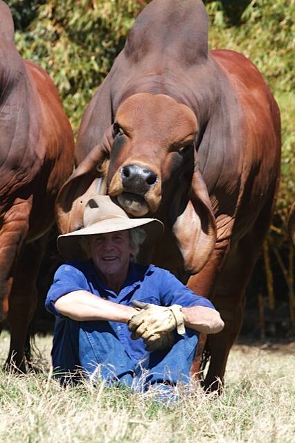 Best mates: These days Bill (pictured) and Kay Geddes, consider beef production a hobby which they get a lot of enjoyment out of. Bill said with a laugh they don't go on holidays, they instead go to a heifer sale.