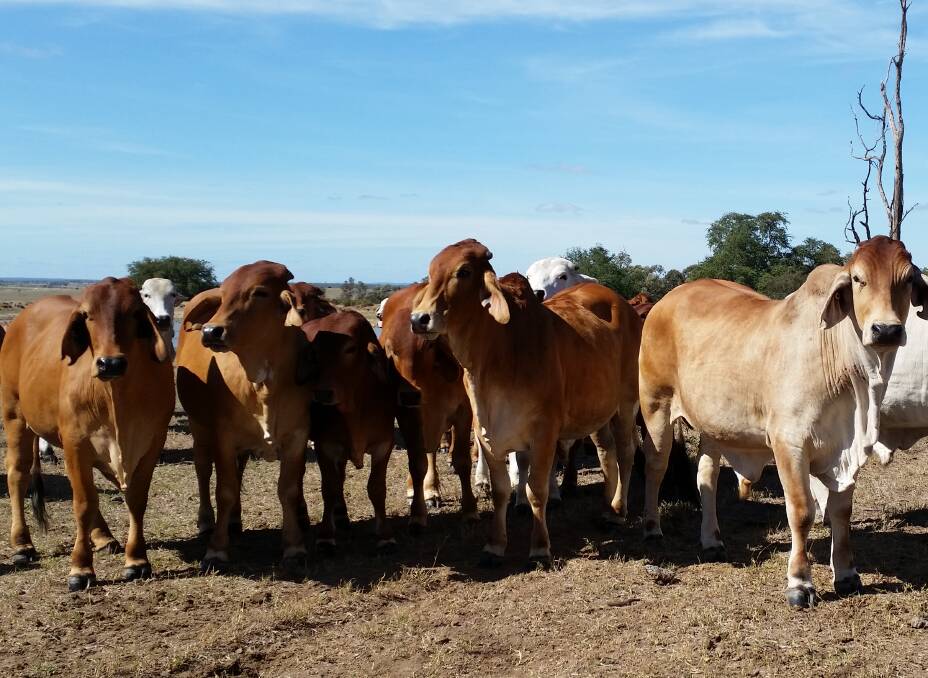 Home base: The Otto’s  Boggomoss property serves as the finishing and departure point for their primarily Brahman cattle operation.