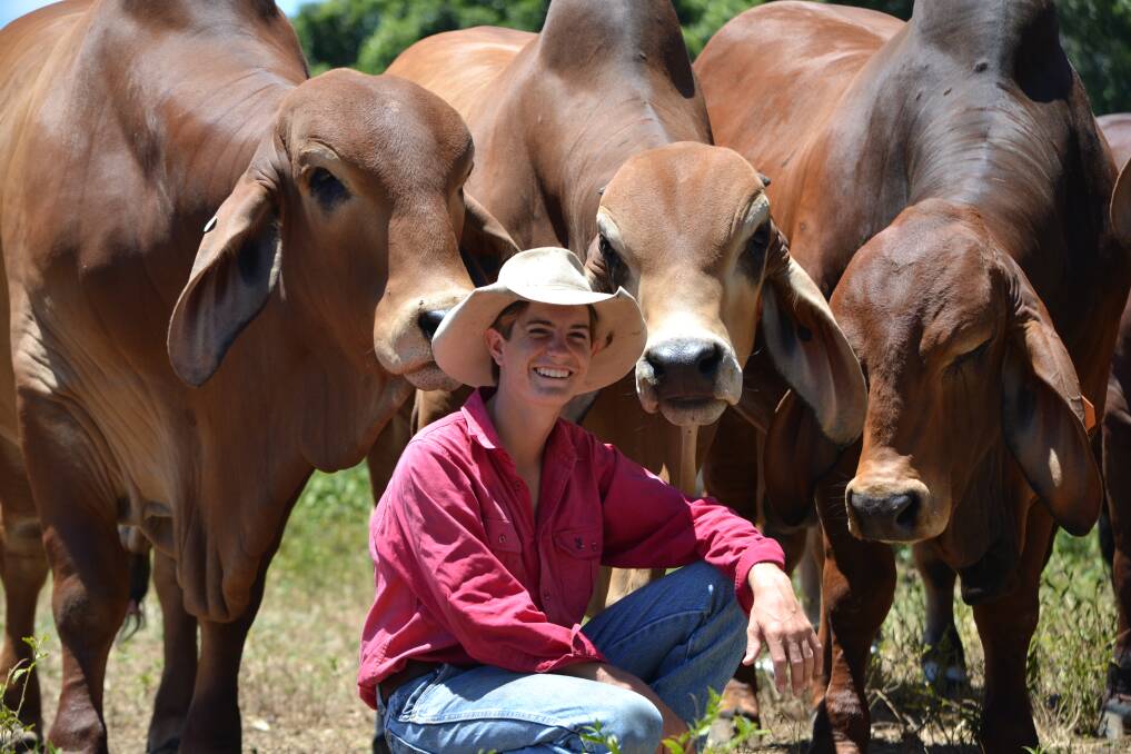 Sam Gray, The Rivers Brahman Stud, Marlborough getting some attention from a selection of the 13 quiet temperament Red bulls his family’s Stud has catalogued for the Big Country Brahman Sale at Charters Towers.