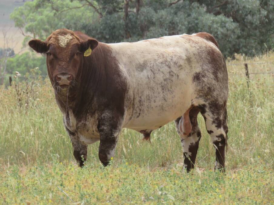 Great lineup: The Elders Outback Invitational Bull Sale will return to Longreach on March 3 as the Elders Outback Invitational Bull Sale with 12 vendors offering 105 lots across six breeds. Photo courtesy of Nic Job.