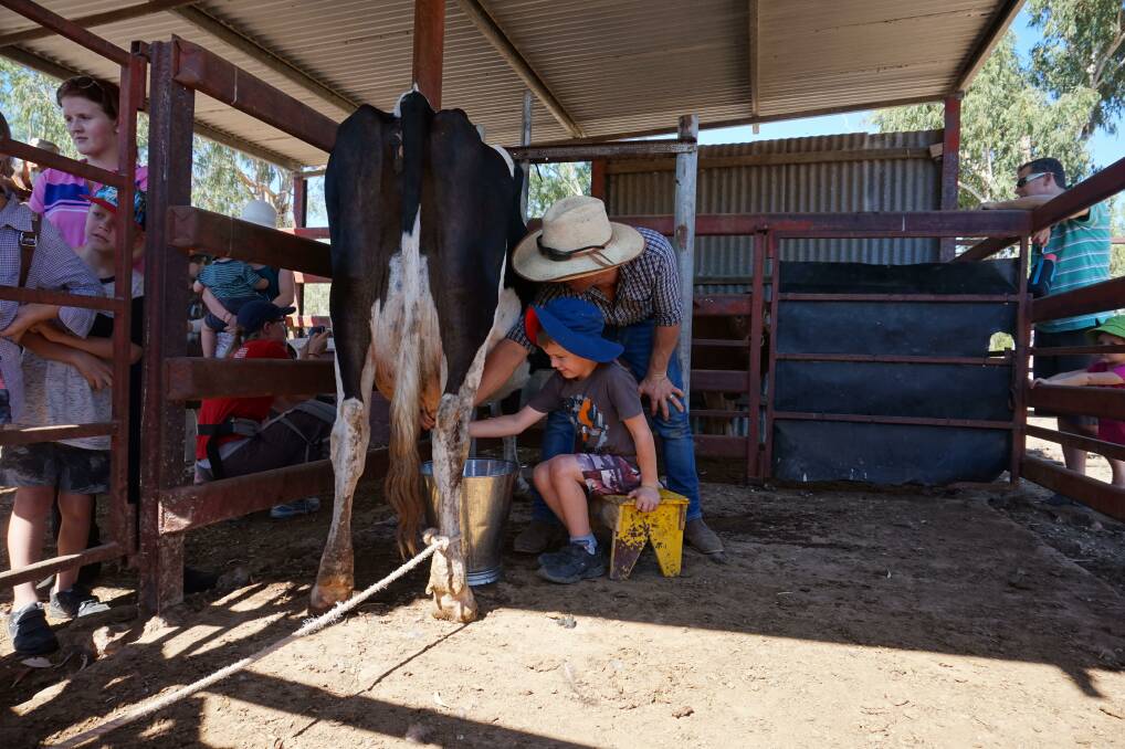 Visitors at Virginia Park had a go at milking a cow which proved to be a big hit with kids.