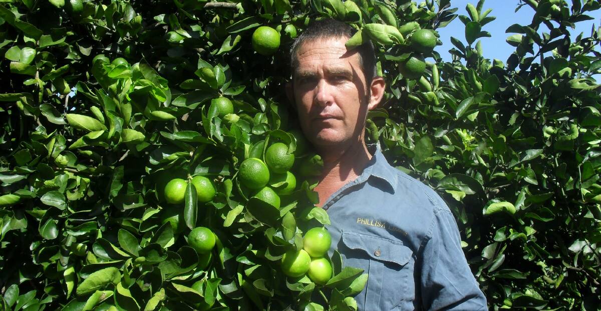 Queensland Lime orchardist Phil Oliver shows how DELTA treatment has helped his lime trees flourish. 