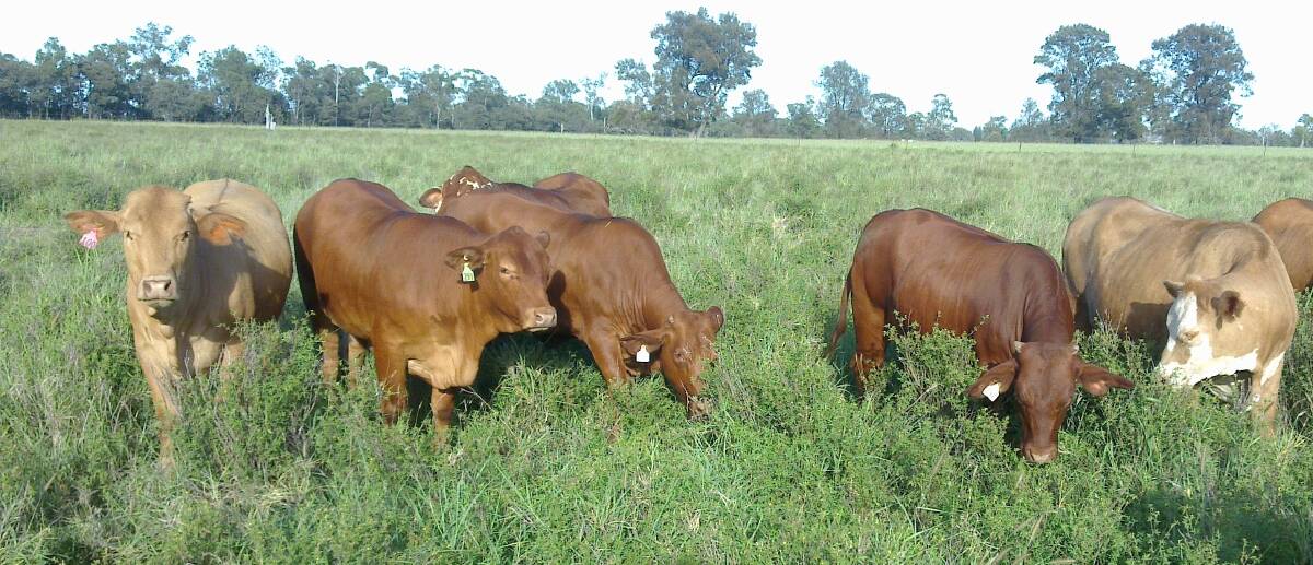Quality feed: The field day being held at Wilangi will show how high production pasture such as buffel and caatinga stylo (pictured) leads to increased beef production. 