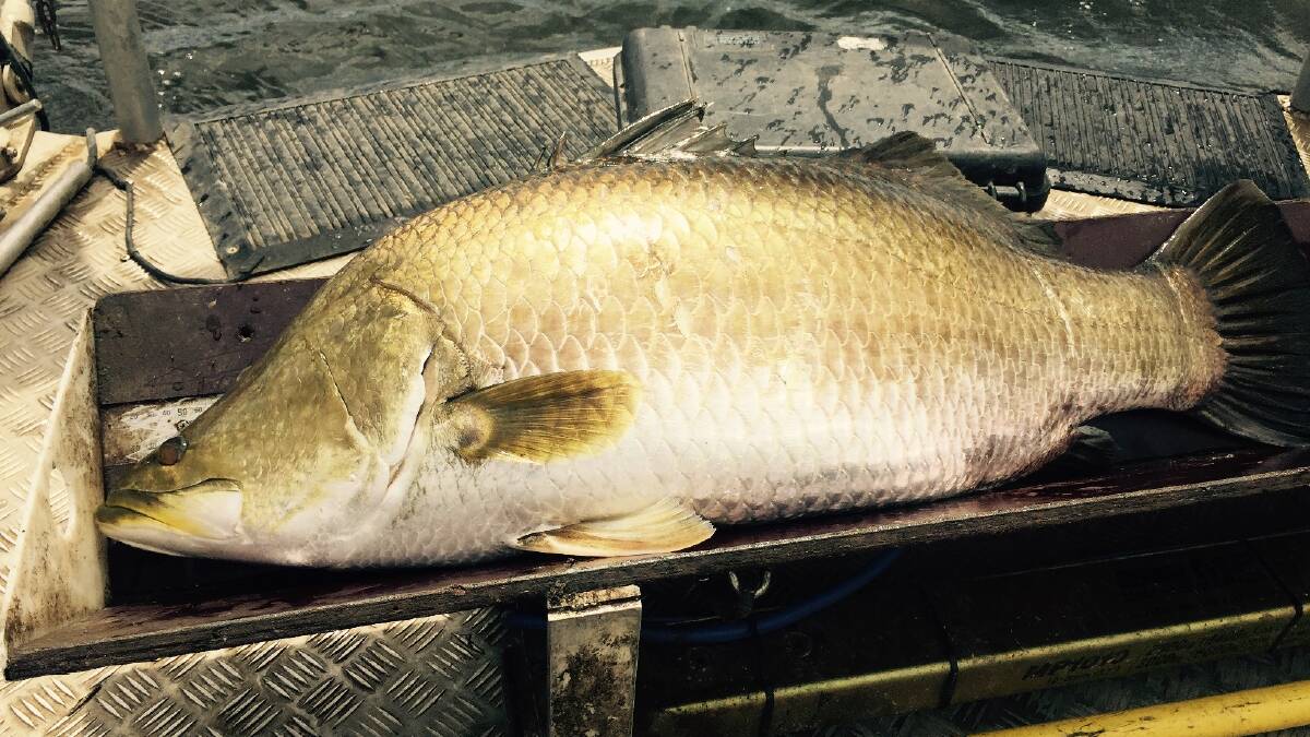 From Monday, February 1, the Queensland Barramundi fishing season will reopen.