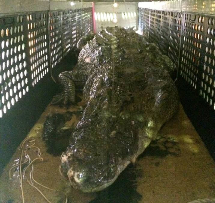 The 4.7-metre saltwater crocodile caught off The Strand at Townsville last night. Photo: Queensland Government.