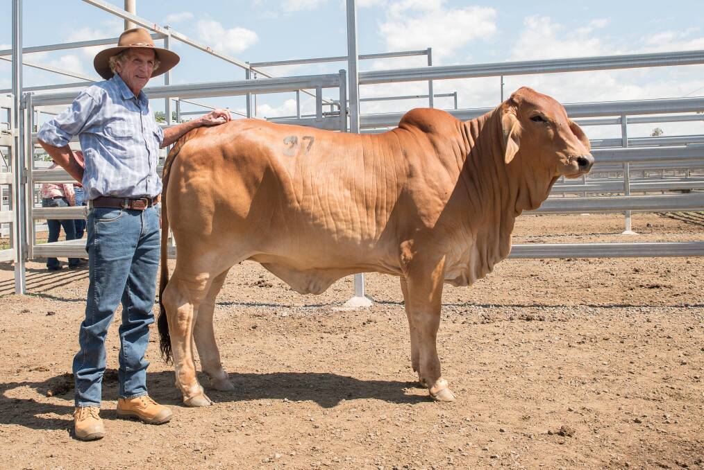 Bill (pictured) and Kay Geddes, Doonside Stud, Rockhampton purchased Bungarribee Wendy 2157 (P) for $13,000 at the 2016 Rocky All Stars Elite Brahman Female Sale, one of eight heifers the Geddes' took home from last year's sale.