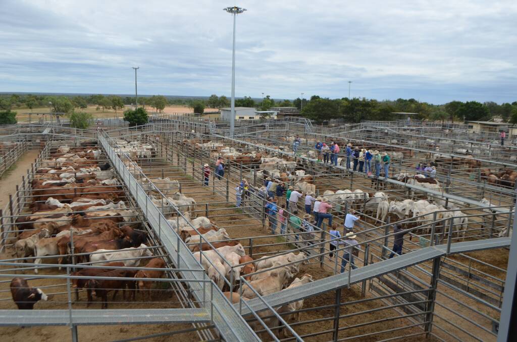 The 1386 head of cattle yarded for the Charters Towers store and prime sale held on Wednesday met with strong competition from a large panel of buyers.