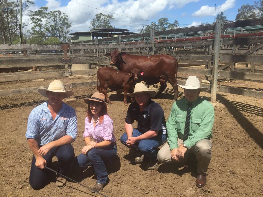 Great duo: Vendors Jason and Piper Johnston, Craiglea Droughtmaster Stud, with buyer Chris Heness, Goomeri, and Mark Scholes, Landmark, with the top priced cow and calf of the 2016 Droughtmaster National Female Sale.