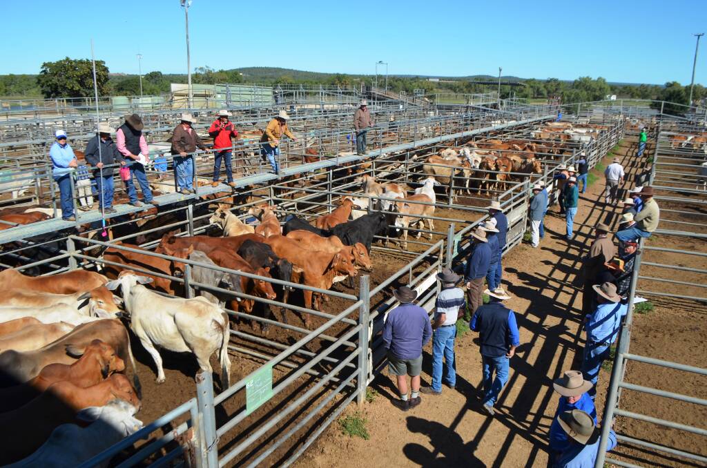 Cattle yarded for the sale were comprised of smaller lines of well finished cattle, predominately made up of cows from all areas of North Queensland.