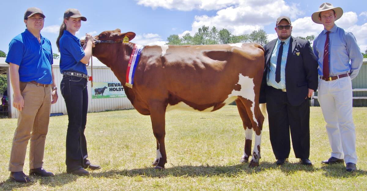 Gavin Johnson from Rabobank, Rachel English at the halter with Supreme 2014 ‘All Breeds Calf Day’ exhibit Eachamvale Cindy 20 and judges Simon Tognola, Mareeba and Will Smith from Gympie.