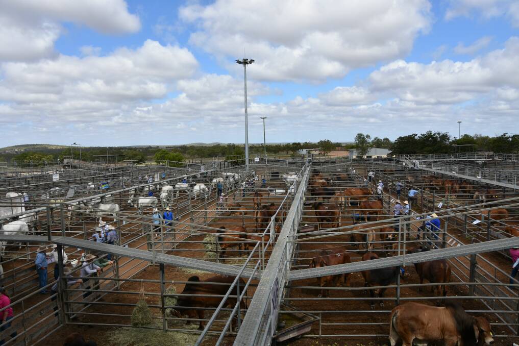 Vendors and buyers alike carried out there inspections prior to the 2018 Gold City Brahman Sale commencing.