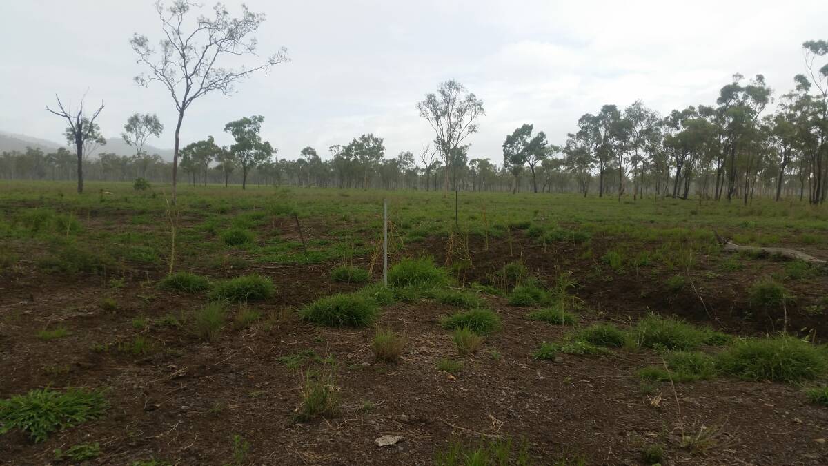 January 2016: Following one and a half inches of December rain, the O'Sullivan's grazed their cattle at ultra-high density for one day across the site. They then removed the cattle and rested the site as per their grazing plan.