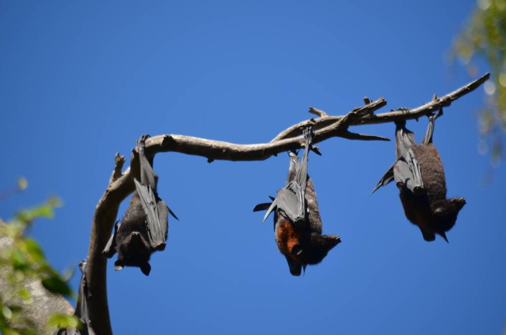 Member for Dalrymple Shane Knuth said the biggest cause for concern regarding the flying fox colony situated at Lissner Park in the centre of Charters Towers is the possibility of a Hendra Virus outbreak occurring.