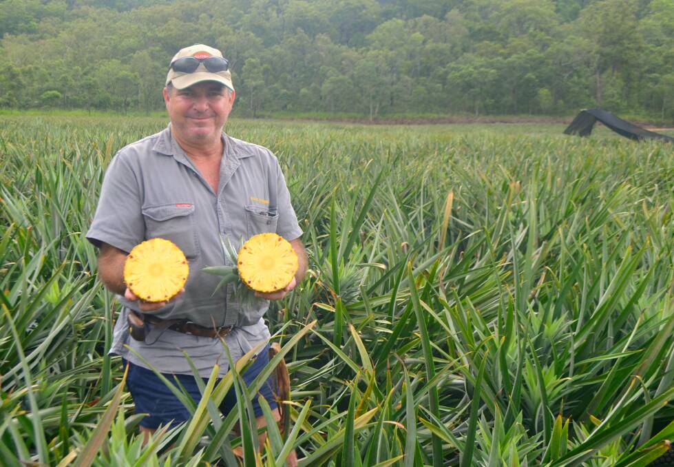 Stephen Pace from Pace Farm at Rollingstone in among part of his 200 hectare pineapple plantation, which has been the family's primary crop option since Stephen's grandfather Michael established the operation in 1936.