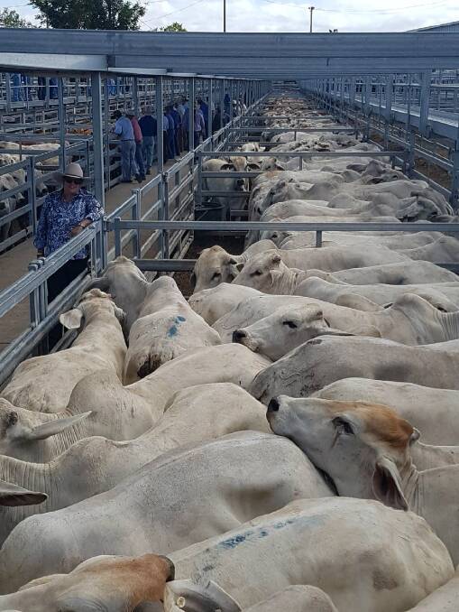 Going overseas: The Turleys breeding sold a consignment of 16 decks of Brahman bullocks (pictured with ABBA's Anastasia Fanning) to Wellard, at CQLX late last year.