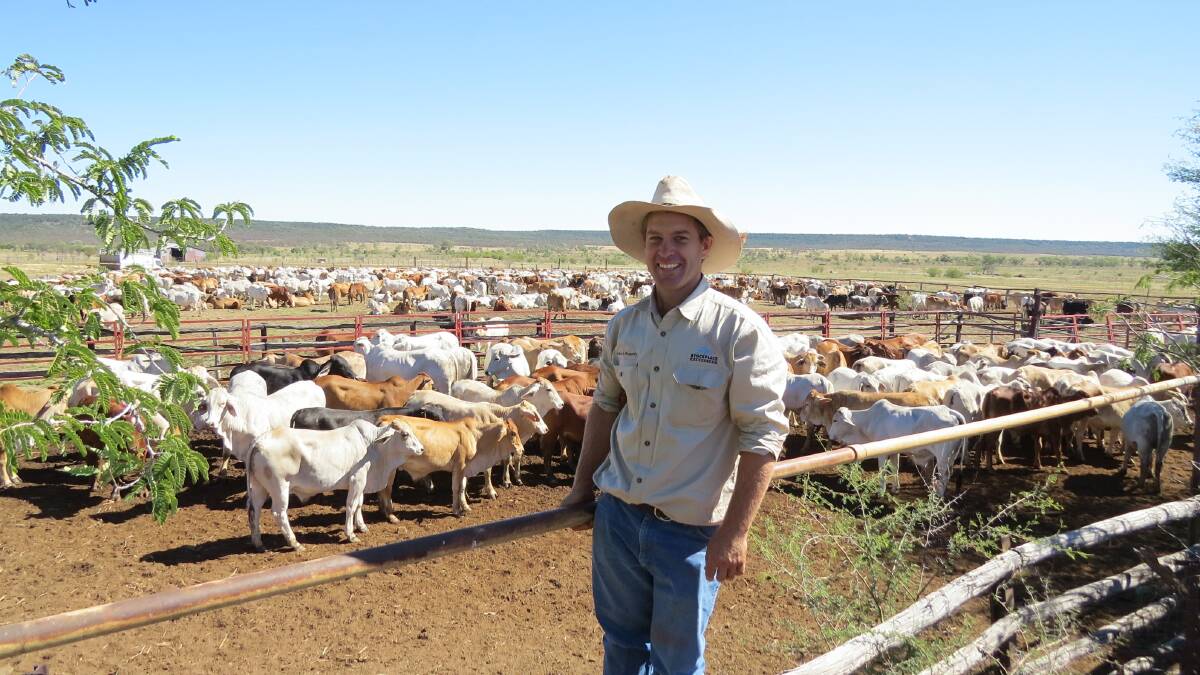 Stockplace Marketing's Luke Westaway overseeing delivery of cattle at Boremba, Hughenden. Photo by Jo McClymont.