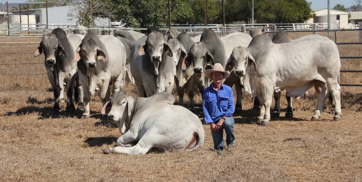 Lizette McCamley, Lancefield Brahmans, Dululu, with a selection of the impressive line of sale bulls heading to the Lancefield Brahmans Invitation Sale being held at the Gracemere Saleyards on Monday, October 26.