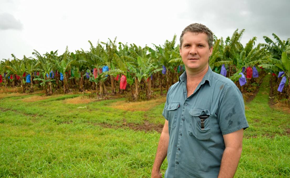 Australian Banana Growers’ Council chair Doug Phillips said on March 3 it will be one year since TR4 was detected in North Queensland on the one Tully Valley banana farm and that it’s extremely encouraging that there have been no detections on other farms since.