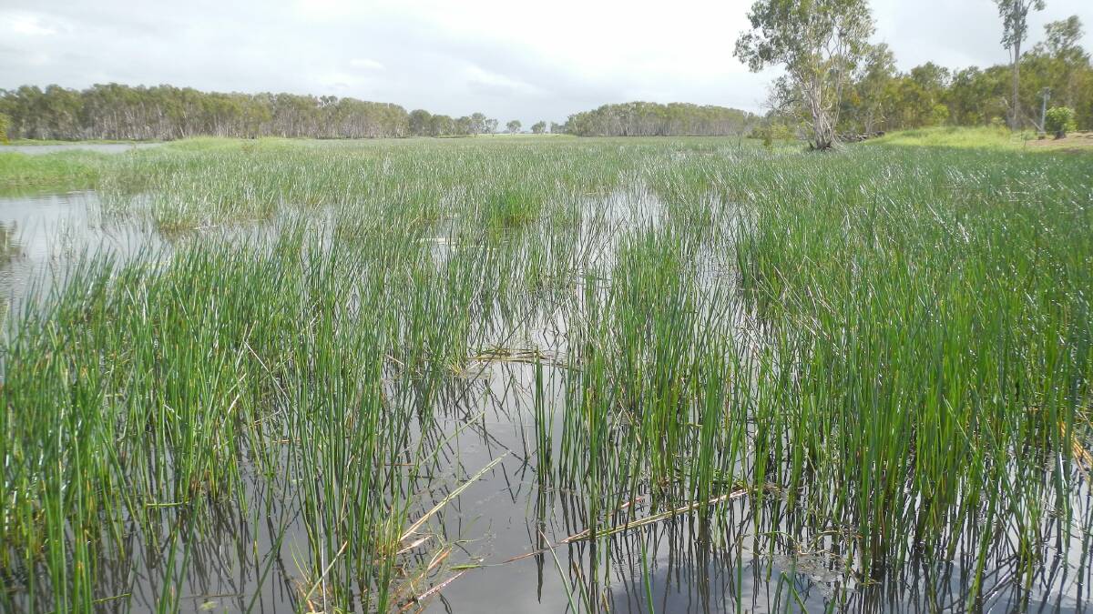June 2015: After the removal of the bund wall and three salt water inundations the same section of the wetlands is now dominated with the native sedge Bulkuru.
