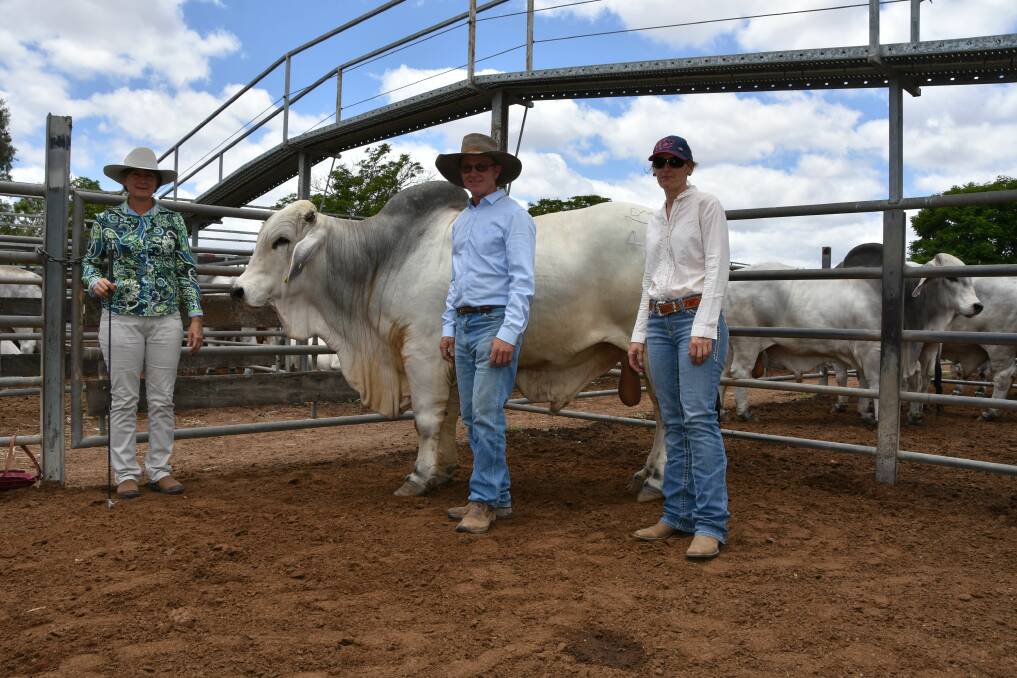 The third bull to hit the $11,000 mark was The $11,000 equal second top price bull Northern Millennium (AI) (D), with vendor Diann Bush, Northern stud, Kennedy, and purchasers Bart and Tegan Wilkinson, Cargoon Pty Ltd, Cassiopeia, Clermont.