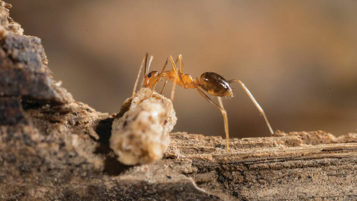 Yellow Crazy Ant baiting treatments at Edmonton and Bentley Park in Cairns and Russett Park in Kuranda have significantly reduced numbers of the ants across a large area. Some areas are expected to be declared free of infestation this year. 