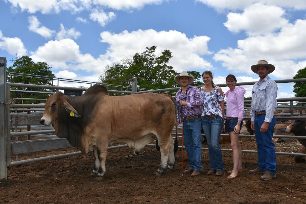 The $11,000 top price red of the sale XMS Diplomatico 73/6 (AI) (D) with vendors Callan and Kelly Solari, XMS Brahmans, Ingham, and buyers Goscelyn and Denton Sullivan, Mt Coolan Pastoral, Mt Coolan.