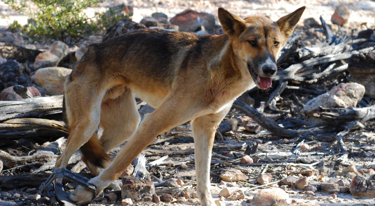 Scalp bounty: Charters Towers Regional Council says a wild dog scalp fee is an option that is currently being investigated and will be back on the table after an upcoming review of the Biosecurity Act is completed.
