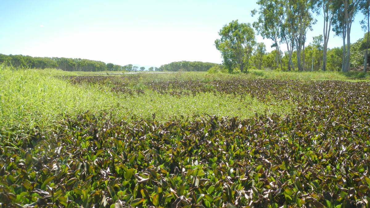 August 2013: The wetlands before the bund wall was removed in October 2013 shows showing very high levels of Water Hyacinth and Aleman grass dominating the wetland.