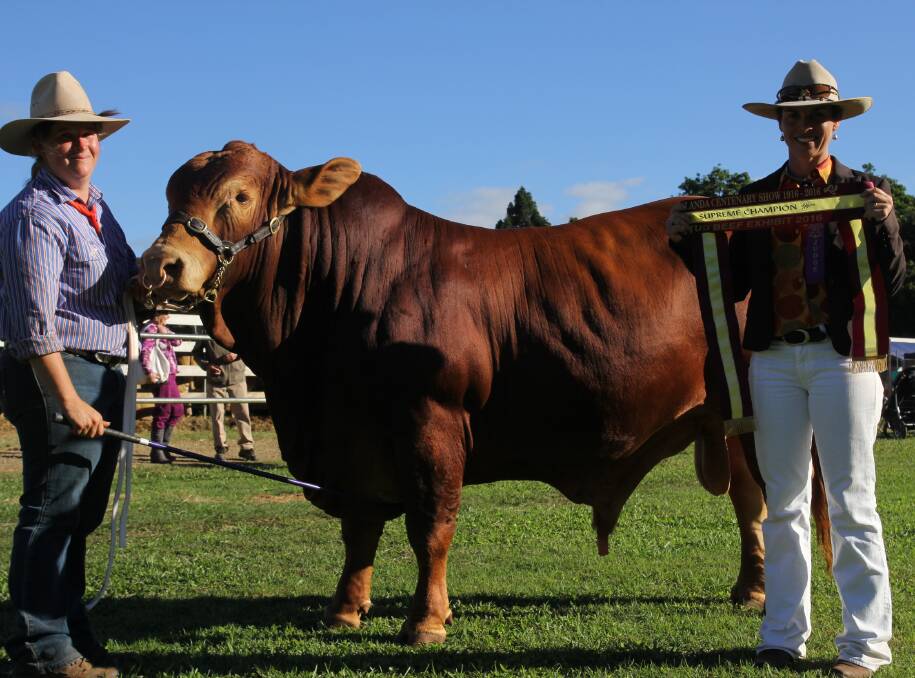Kellie Williams, Kel-lee Droughtmasters, Upper Barron, with 2016 Malanda Show grand champion bull and supreme stud beef exhibit Kel-lee A Hotshot and judge Erica Halliday, Walcha, NSW.