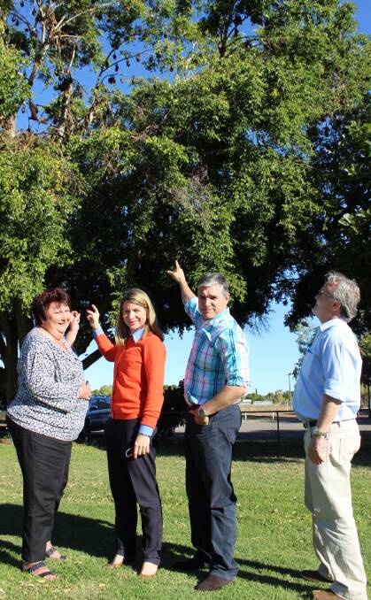 Mount Isa city councillor Jean Ferris, mayor Joyce McCulloch, State Member for Mount Isa Rob Katter and Department of Environment and Heritage Protection Wildlife Management Director Lindsay Delzoppo inspect the flying fox colony at the Mount Isa cemetery.